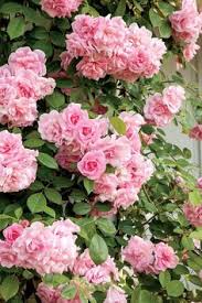 Pink roses background, floral border with gradiant from blue to white dedicated for a romantic or love card, close up of the flowers. 35 Climbing Roses Flowers Ideas Climbing Roses Flowers Flower Garden