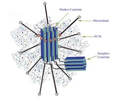Sepasang sentriol membentuk struktur gabungan yang juga disebut sebagai sentrosom. Struktur Gambar Dan Fungsi Organel Organel Sel Yuksinau Id