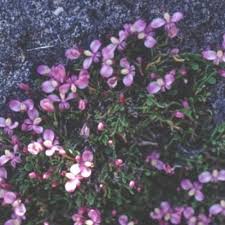 Image result for Polygala rivularis