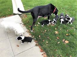 Superbes Chiots Il Reste 2 Males Et 1 Femelle D Une Portee De 7 Bebes Croises Border Collie Berger Des Abruzzes En Pleine Sante Couleur Noir Blanc Br