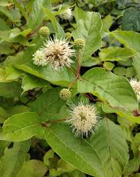 Image result for Cephalanthus