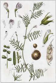 Image result for Rytigynia monantha