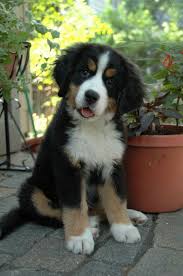 All Black Bernese Mountain Dog Bernese Mountain Dog Breed Information And Pictures Big Dog Breeds Cute Dogs Bernese Mountain Dog Puppy