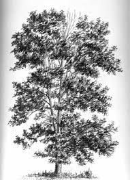Fresno americano, fraxinus americana (fresno blanco, fraxinus acuminata). Pin En Botany