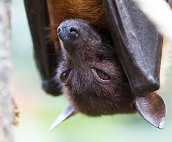 As the rare virus claims more lives in the indian state of kerala, concerns have been raised about the potential of nipah to become a global health emerg. Indian Government Confirms Nipah Virus In Kerala Man Cidrap