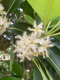 Image result for Lophostemon confertus