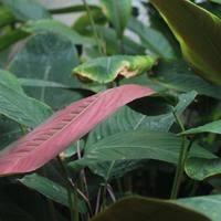 Image result for Marantochloa purpurea