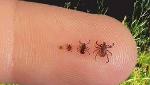 Boala lyme este considerată o boală zoonotică, deoarece poate fi răspândită de la animale la oameni. Tot Ce Trebuie Sa Stii Despre Boala Lyme Borelioza Metode Naturale Si Eficiente De Vindecare Si Preventie Metabolic Energy Romania