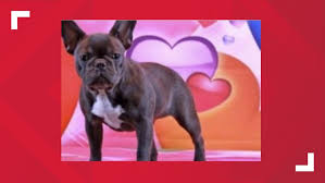 French and english bulldogs are very loving and will go the distance to satisfy their owners. Missing French Bulldog 11alive Com