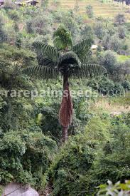 Image result for Caryota