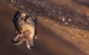 Im august und september können die fledermausjungen fliegen und verlassen ihre wochenstuben. Fledermaus Im Haus Verirrte Fledermause Wieder Loswerden