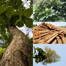 Image result for Tectona