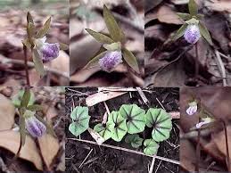 Image result for Nervilia