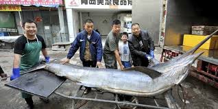 Hikayat saijan dan ikan todak ~ dongeng kalimantan selatan | dongeng kita untuk anak. Foto Wow Nelayan China Tangkap Ikan Todak Berukuran Super Merdeka Com