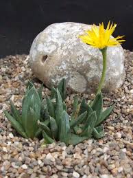 Image result for Hereroa glenensis