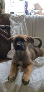 They are great guard dogs. Pets Jerman Seaford Dogs Price The Y Guide In 2021 German Shepherd Puppies Training Dogs City Dog