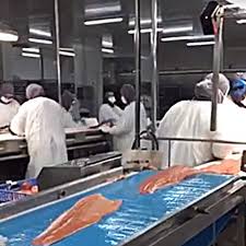 If this is not supplemented in farmed salmon, their flesh will be the normal grey of other fish. Applications
