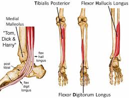 Learn how much a leg flexor tendon repair costs near you. Tendon Transfer Surgery