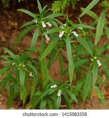 Image result for Leucas milanjiana