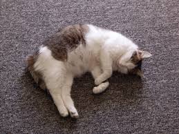 Trachtige Katze Diese Punkte Gilt Es Zu Beachten Cat S Best