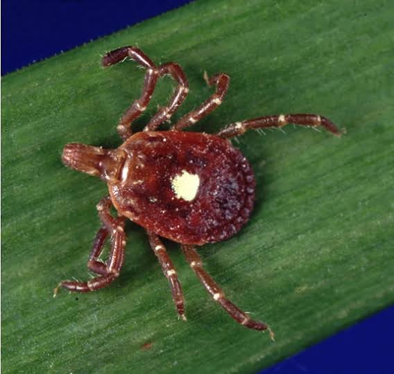 What You Need to Know About the Lone Star Tick | IGeneX | Tick Talk