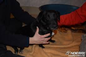 Noah Tierheim Ungarn