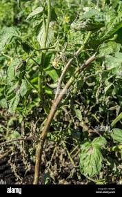 Image result for tomato seedling early blight