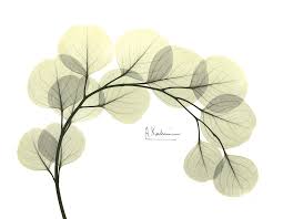 Image result for Eucalyptus sp.