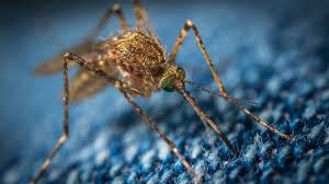 A giant mosquito with a wingspan of more than 4 inches has been found in china. Biggest Mosquitoes The Largest Mosquitoes On Earth Terminix