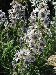 Image result for Berkheya speciosa