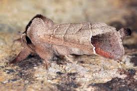 Image result for Clostera curtula