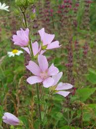 Meaning of mallow in english. Musk Mallow Plugs Malva Moschata Uk Delivery Naturescape