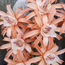 Image result for Trochomeria macrocarpa