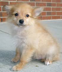 Pawrade connects pawsome people like you with happy, healthy puppies from our respected, prominent breeder relationships we've established over the last 15 years. Paperanian Papillon Pomeranian Mix Puppies Info Care Pictures