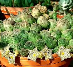Image result for Huernia kirkii