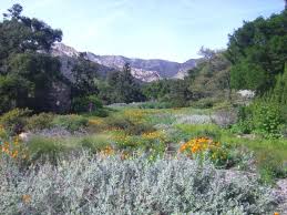 Santa Barbara Botanical Garden Meadow Meadow Garden Botanical Gardens Natural Landmarks