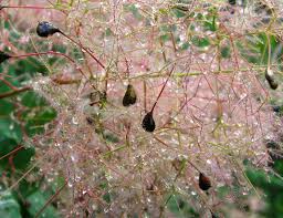 Image result for Anacardiaceae