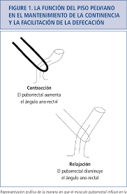 Acaba con entre el 70% y el 90% de los infectados, en función de la cepa. Pdf Enfermedades Del Piso Pelviano Y Del Esfinter Anal Perspectiva De Un Gastroenterologo Semantic Scholar