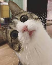 Nutricoat melebatkan semula bulu kucing. Masalah Bulu Gugur Jom Semak Jooara Cat Cute Bulus Facebook