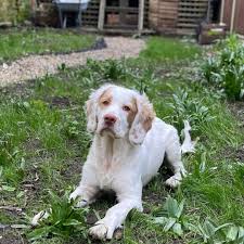 Image result for clumber španěl lov