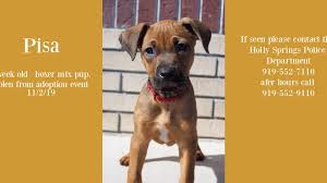 Maybe you would like to learn more about one of these? 11 3 19 1 000 Reward Holly Springs Nc Stolen Puppy From Adoption Event Dog Rescue Group Pawfect M Dog Rescue Groups Boxer Mix Puppies Boxer Mix