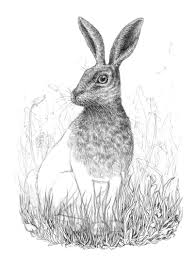 Find & download free graphic resources for animals. How To Draw A Rabbit With Pen And Ink
