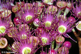 Image result for Syzygium niassense