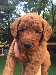 Check spelling or type a new query. Goldendoodle Puppies Of Texas Home Facebook
