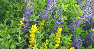 Image result for Baphiopsis parviflora