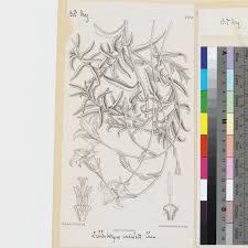 Image result for Wahlenbergia undulata