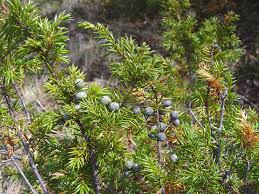 Image result for Juniperus