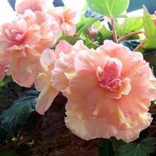 40 I Do Love Begonias Ideas Wedding Begonia Wedding Flowers