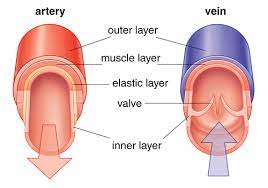 Maybe you would like to learn more about one of these? What Blood Vessels Carry Blood To The Heart Away From The Heart Socratic