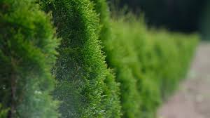 If not allowed to grow to its natural width, it can appear twiggy due to its large leaf. Best Shrubs Trees To Use For Privacy Hedges Screening Organic Plant Care Llc Organic Lawn Plant Health Service In Hunterdon Morris Somerset Union Counties Nj And